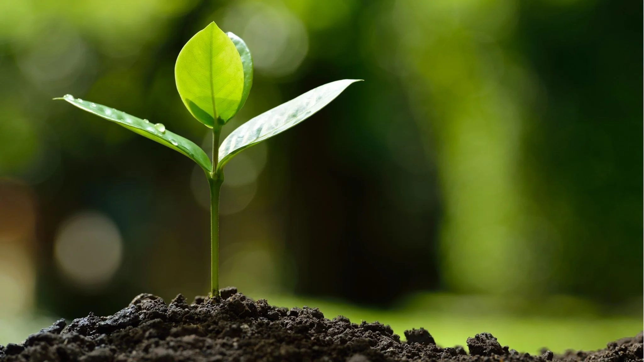 Cách chọn đề tài tiểu luận môi trường phù hợp