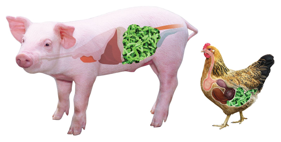 Mẫu luận văn về hiệu quả bổ sung enzyme trong khẩu phần ăn của heo