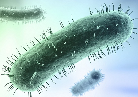 Mẫu luận văn về mô bệnh học bệnh CRD trên gà