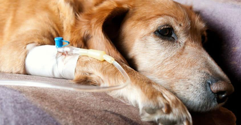 Mẫu luận văn về quy trình chẩn đoán và điều trị bệnh Parvo ở chó