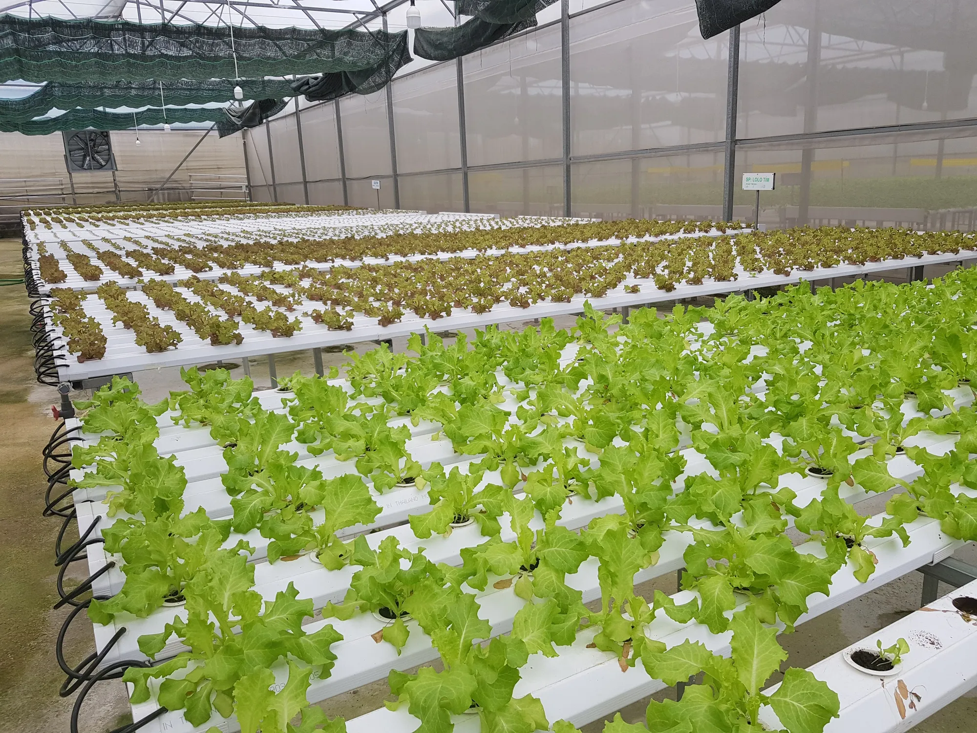 Tiểu luận môn Kinh tế chính trị Mác-Lênin "Kinh tế nông nghiệp công nghệ cao