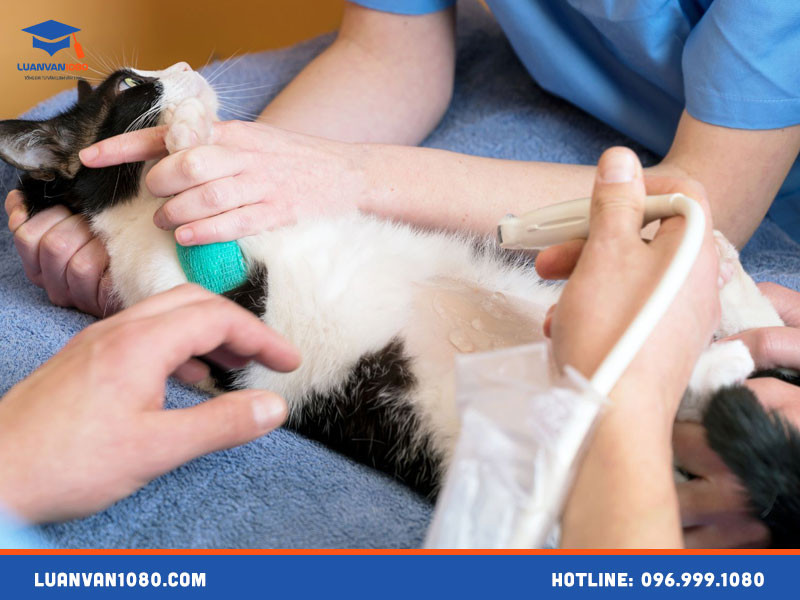 Mẫu luận văn về tình hình viêm da trên mèo tại phòng khám/thú y